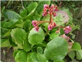 bergenia